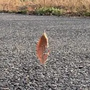 けっけ