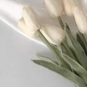 りんごの画像
