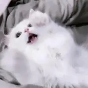 りん