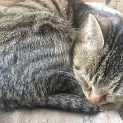 大将の画像