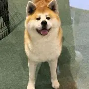 ひまわり