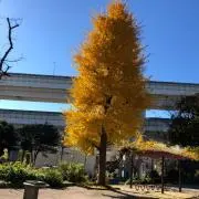 まの画像