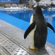 ライドウの画像