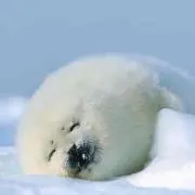 雪猫