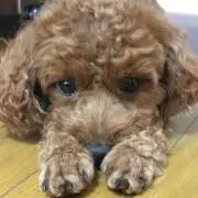 やすろんの画像