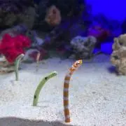 かたつむりの画像