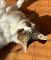 黒蜜きなこもち