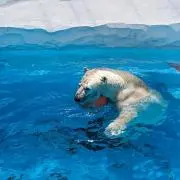 しらたまの画像