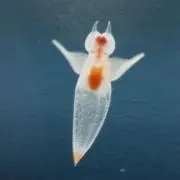 クリオネ