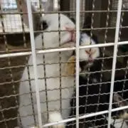 ポニー