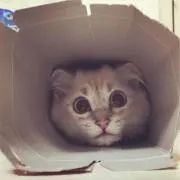 タマ丸の画像
