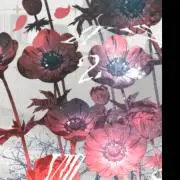 ましろ(◍´꒳`)単品お値引き不可の画像