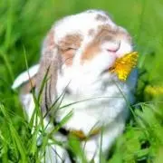 うさぎのぽぷらの画像