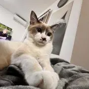 はるな【即購入OK】の画像
