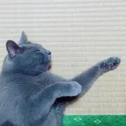 チッチくん