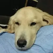 ひとこ