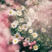 とりの画像