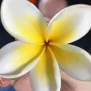 みかんちゃんの画像