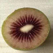 umacの画像