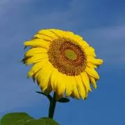 リンダ