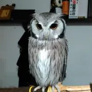 とこはるの画像
