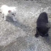 しょー