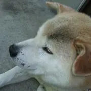 MAMECHAの画像