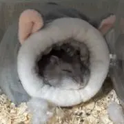 Hamu（美容用品断捨離中）の画像