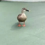 かぜひきの画像