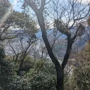 ももの画像