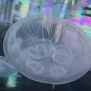 あらいぐまの画像
