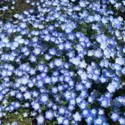 suzuranの画像