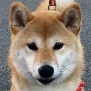 ゆず茶の画像