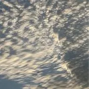 むらさきいもの画像