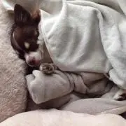 ふぅちゃんママ