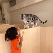 minmiの画像