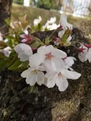 ぴーちの画像