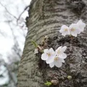 まあの画像