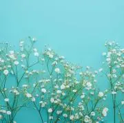ぴのの画像
