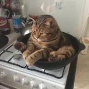 toaの画像
