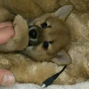 あきちゃん