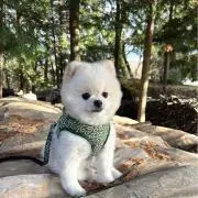 にっしーの画像