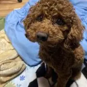 こーやの画像
