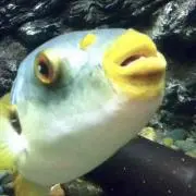 河豚の画像