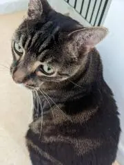 ムンティムンティの画像