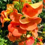 ※年内発送12/23迄です