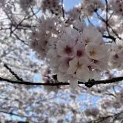 さくらの画像