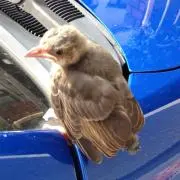 ちびごの画像