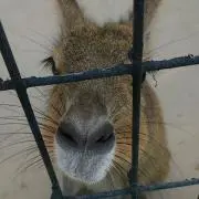 たろいも