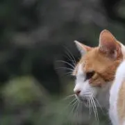 yosの画像